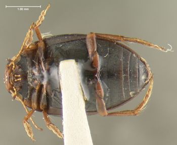 Media type: image;   Entomology 23923 Aspect: habitus ventral view